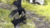 Amsel-Männchen in Rage: Seltene Aufnahmen von heftigem Revierkampf