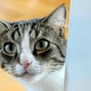 Stadt spendiert‛s Kastrieren: Viel zu viele Katzenbesitzer melden sich