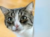 Stadt spendiert‛s Kastrieren: Viel zu viele Katzenbesitzer melden sich