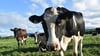 Forscher: „Die Kuh zum Klimakrisen-Sündenbock zu machen, ist zu einfach“