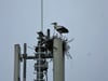 Störche bauen „wildes Nest“ auf Mobilfunkantenne - ist das gefährlich?