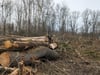 Aktion sorgt für Entsetzen: Sportverein darf 15 Bäume fällen und fällt 150