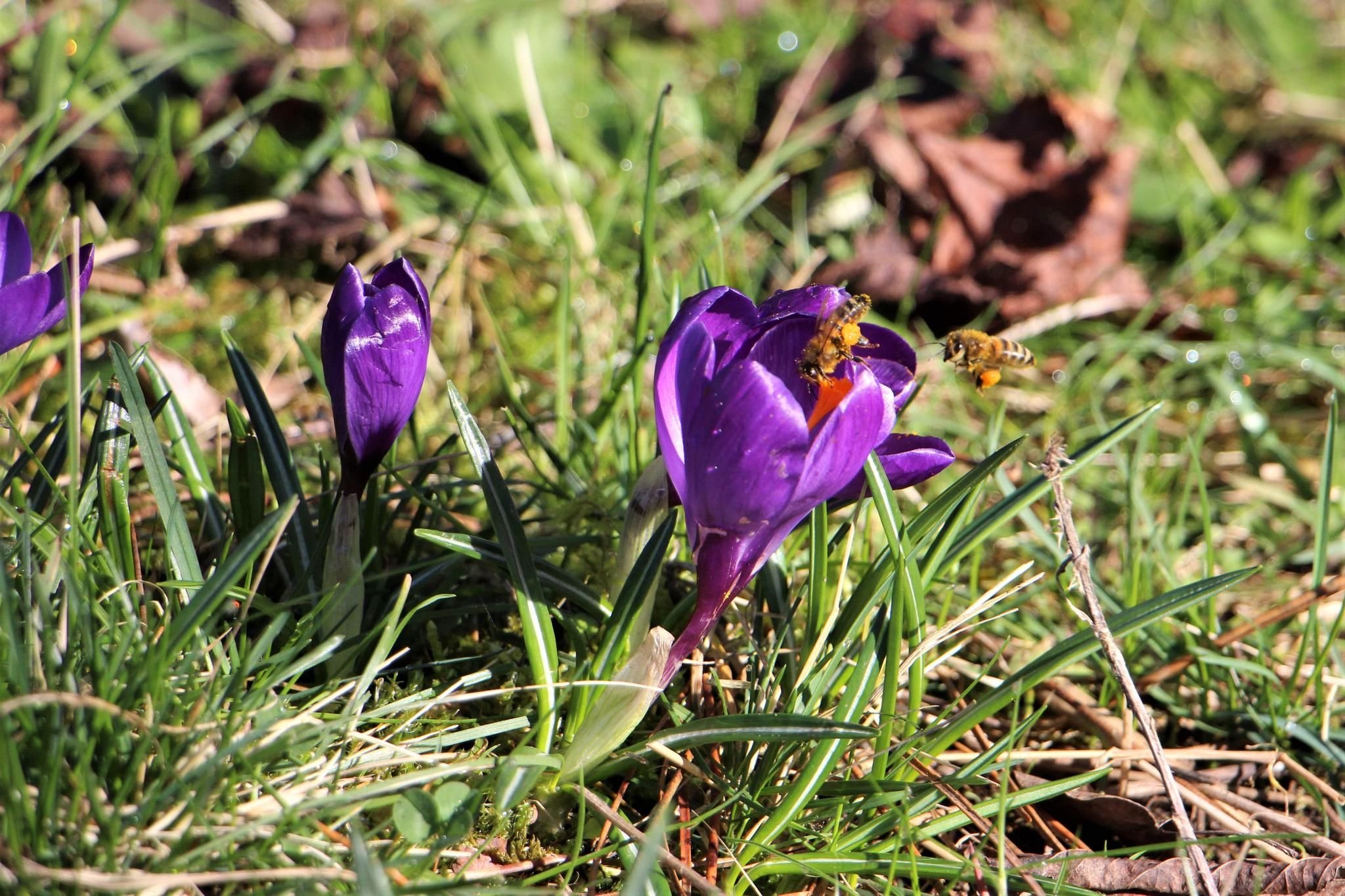 Ein Imker erklärt, warum Bienen auch giftige Krokusse anfliegen