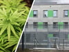 Geht das Cannabis-Gesetz durch, kommt in Ravensburg ein Häftling frei