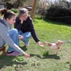 Eine gackernde Hühnerschar bringt Leben in den Garten von Familie Kühn