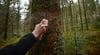 Waldarbeiter wird beim Baumfällen schwer verletzt