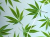 Hanf im Glück: Cannabis Legalisierung in Deutschland
