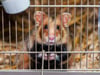 Corona-Hamster und das RKI: "Gucken, ob der Stoff vor Infektion schützt"