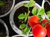 Gemüse Anzucht: Tipps und Tricks für eine erfolgreiche Gemüseernte im Garten oder auf dem Balkon