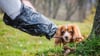 Hundehalter stinksauer: Diese Gassi-Frage kann für Besitzer teuer werden