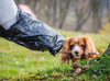 Hundehalter stinksauer: Diese Gassi-Frage kann für Besitzer teuer werden