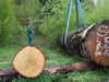 Die 20-Tonnen-Eiche aus Aulendorf verlässt Oberschwaben – wie es weitergeht