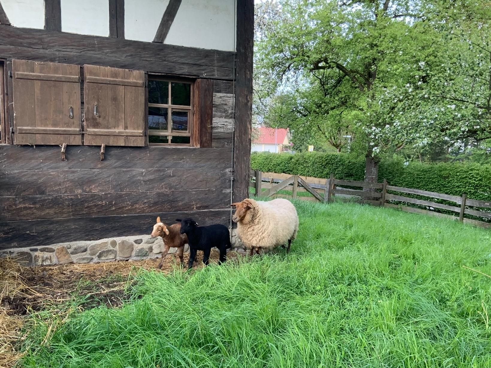 Lämmchen im Oberschwäbischen Museumsdorf Kürnbach brauchen einen Namen