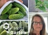 Gärtnertipps: Gurken anbauen für Anfänger