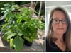 Eisheilige vorbei: Können die Pflanzen jetzt in den Garten gesetzt werden?
