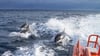 Angriff in Atlantik: Schwertwale spielen „Schiffe versenken“