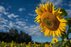 Der 31. Mai steht im Zeichen der Sonnenblumen-Aktion.