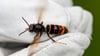 Asiatische Hornisse in BaWü: Hysterie um den gefürchteten Bienen-Killer