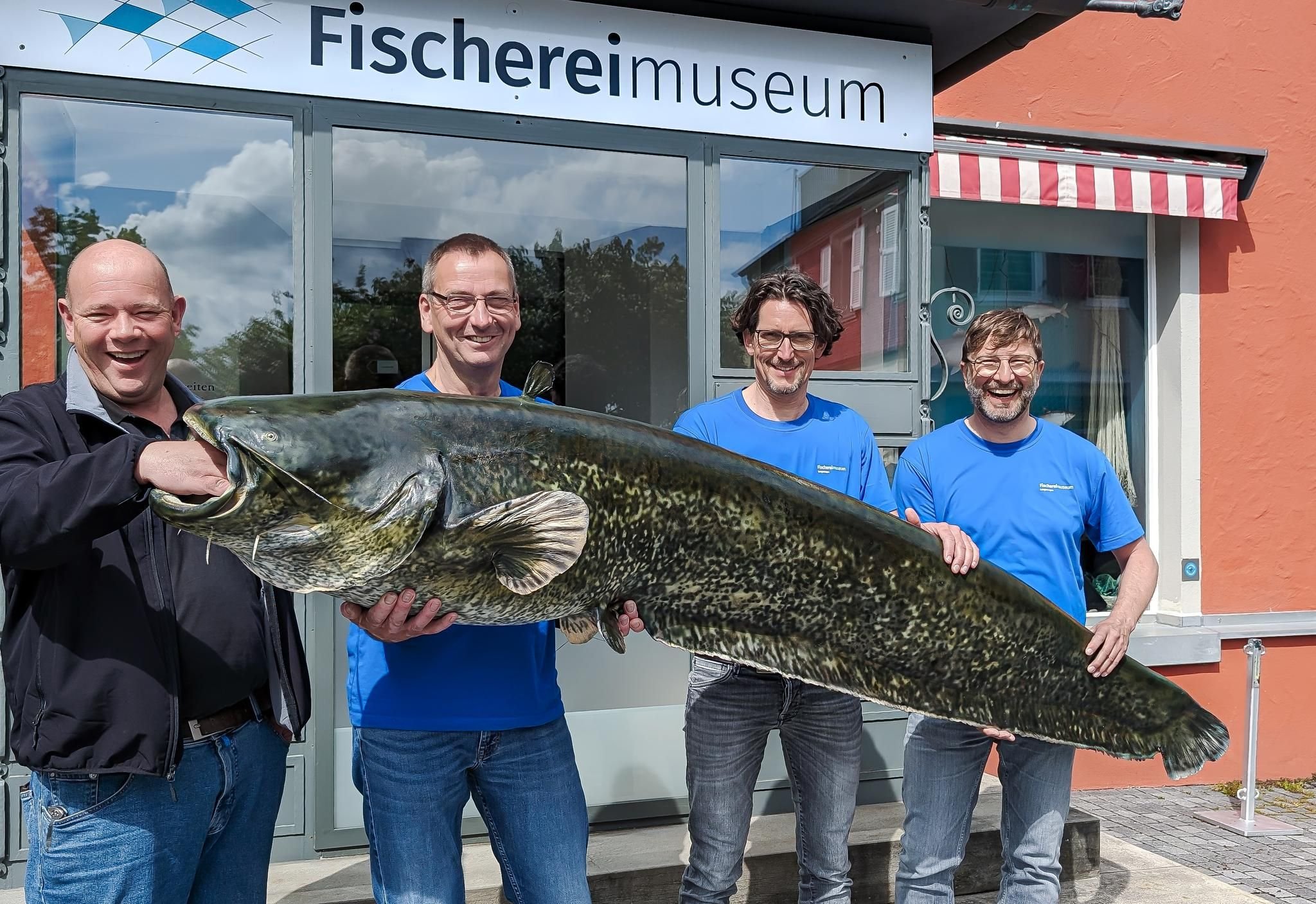 Riesenwels aus dem Bodensee im Fischereimuseum Langenargen