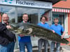 Riesenwels aus dem Bodensee gezogen: Fischereimuseum stellt ihn aus