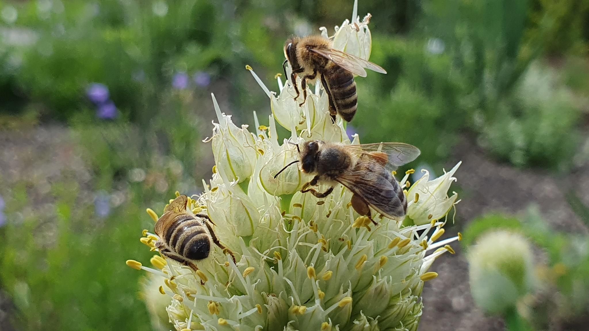 LGSPavillon der Wangener Imker