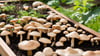 Genussvolle Vielfalt: Essbare Pilze im eigenen Gartenbeet entdecken und ernten.