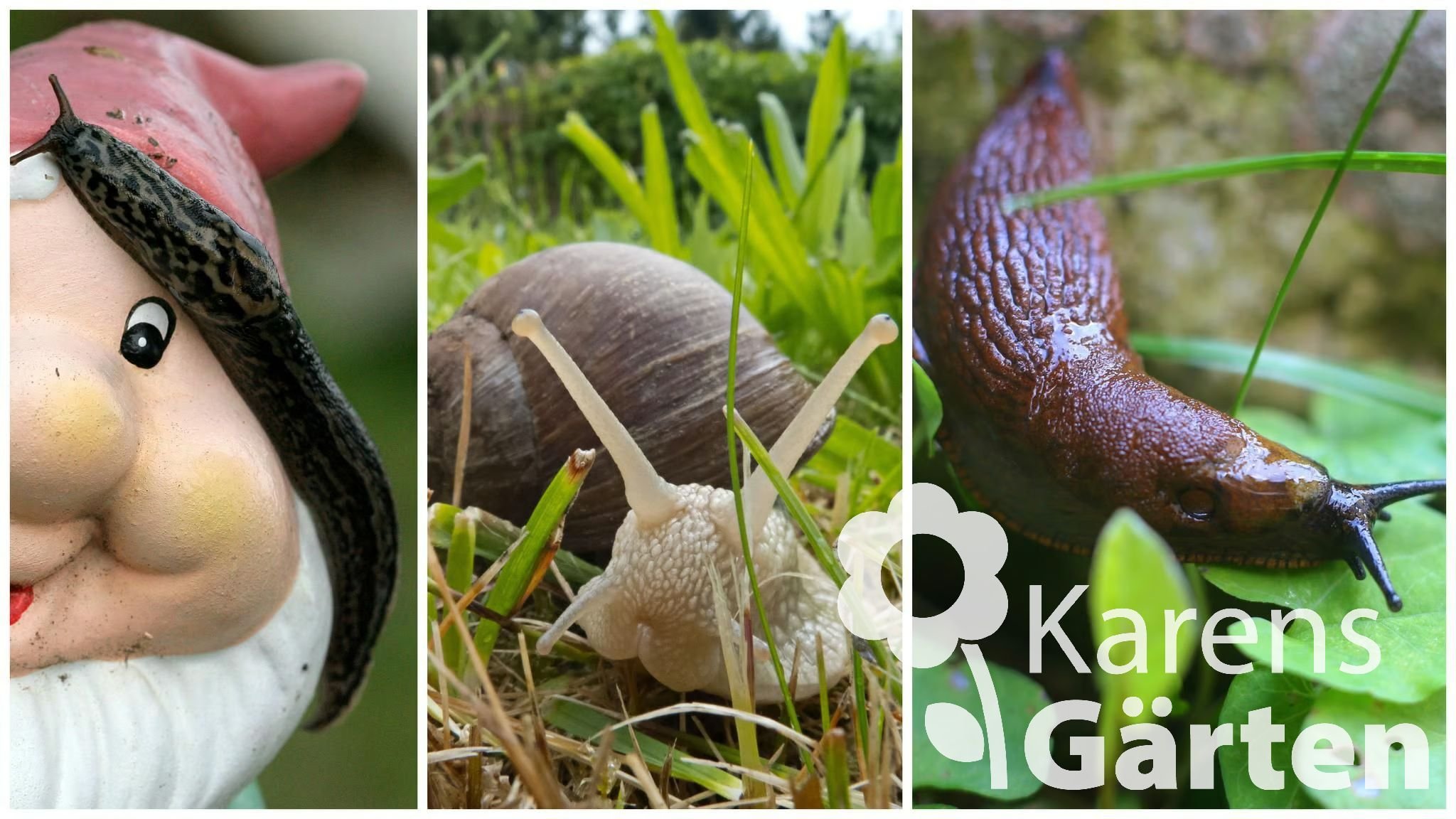 Tipps Nacktschnecken bekämpfen im Garten