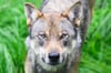 Ein neuer Wolf ist auf der Alb bestätigt worden. Diesmal kommt das Tier aber nicht aus den Alpen, sondern von einer selteneren Population aus dem mitteleuropäischen Flachland.