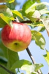 Apfelbaum schneiden