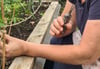 Karen hält Ihre Pflanzen mit einem kleinen DIY Zaun davon ab über die Schneckenabwehr hinüberzuhängen und so eine Brücke für die gefräßigen Schädlinge zu bieten.