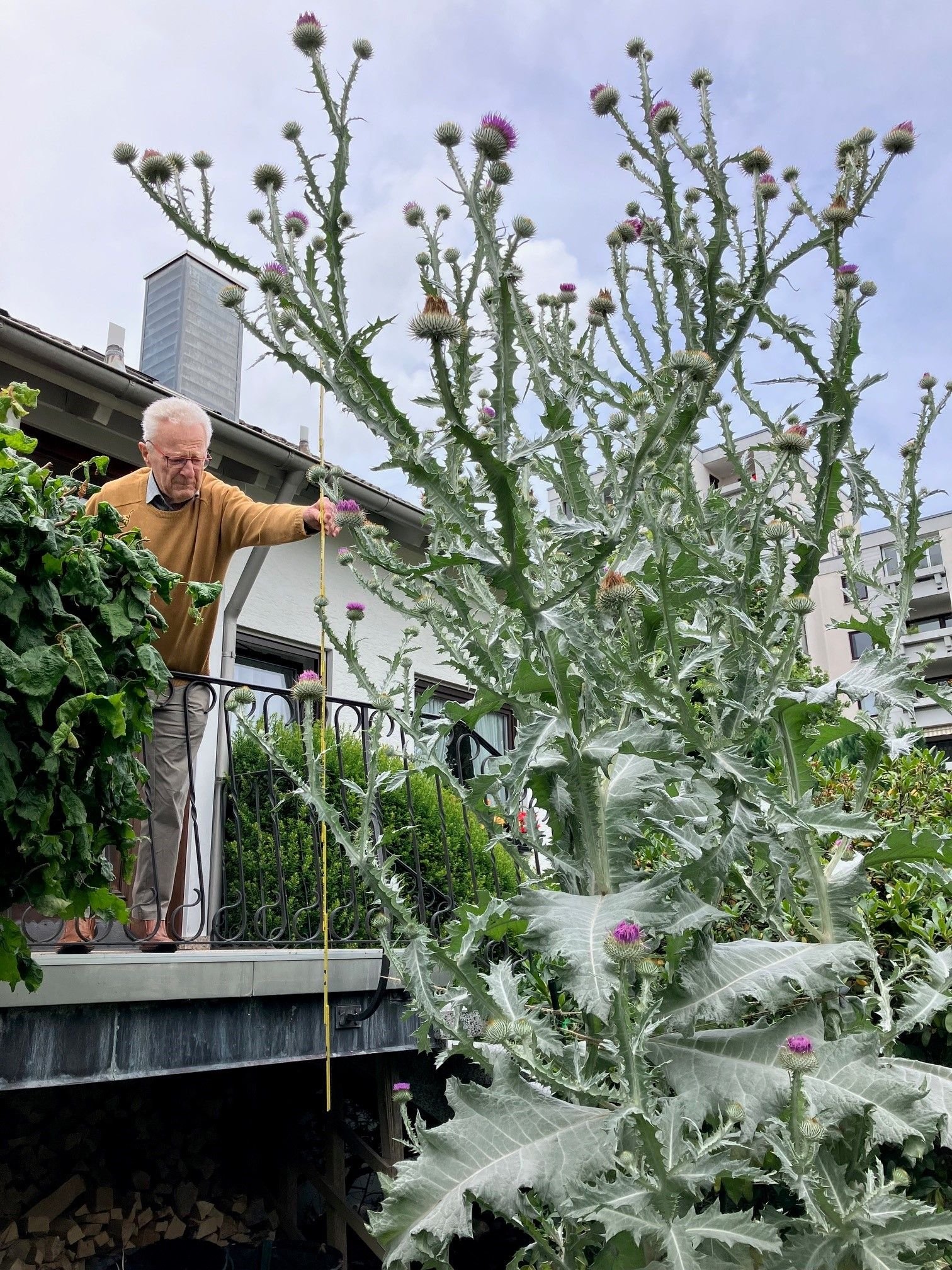 Eine RiesenDistel wächst in einem Aulendorfer Garten.