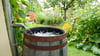 Regentonnen bieten eine ökologische Lösung für die Gartenbewässerung, sparen Trinkwasser und helfen, Überschwemmungen durch Starkregen zu verhindern, indem sie Regenwasser sammeln und sinnvoll nutzen.