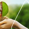 Pflanzen und Garten dem Klimawandel anpassen: So geht's