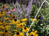 Welche Pflanzen passen für meinen Garten?