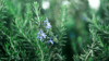 In solchen wärmeren Gebieten können mediterrane Kräuter wie Lavendel, Rosmarin und Thymian gut gedeihen.