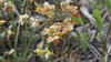 Elfenblume