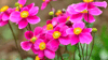 Herbst-Anemonen