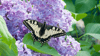 Schmetterlingsflieder (Buddleja)
