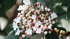 Mittelmeer-Schneeball (Viburnum tinus)