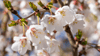 Prunus ‘Kojou-no-mai