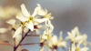 Amelanchier lamarckii