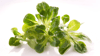 Feldsalat