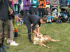 Beim Schäferfest auf dem Raichberg dreht sich alles um die wolligen Vierbeiner