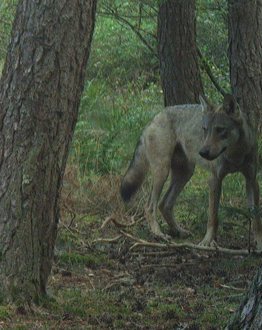 Damwildkalb gerissen Ein Wolf streift durch die Region