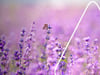 Wann schneidet man Lavendel? Tipps für den optimalen Zeitpunkt und Schnitt