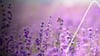 Wann schneidet man Lavendel Die besten Tipps und Tricks