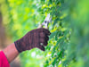 Wer die Hecke nicht schneidet, kann bestraft werden