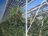 Agri-PV Förderung, Voraussetzungen und Vergütung