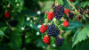 Himbeeren schneiden so geht's Tipps und Tricks