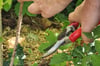 Himbeeren schneiden ist keine große Kunst. Die Ruten müssen auf das Vorjahr reduziert werden, sonst verwandelt sich der Garten in einen dichten Dschungel aus Dornen.